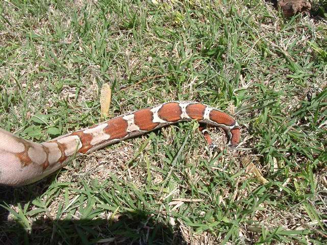 DREAM Hypo Guyana