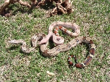 DREAM Hypo Guyana
