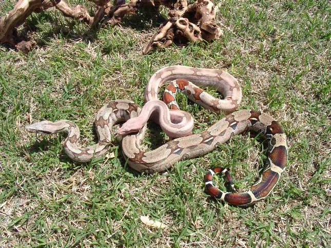 DREAM Hypo Guyana