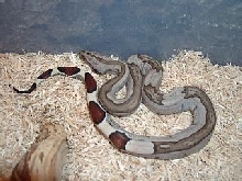 Striped Guyana Female