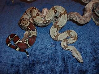 Surinam Female