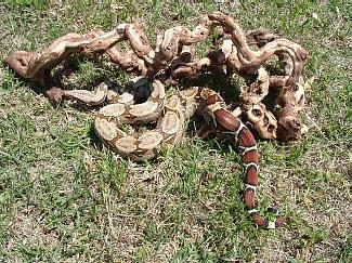 Surinam Female