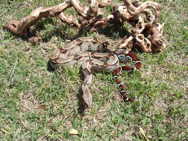 Surinam Male