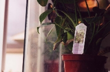Leon the Anole