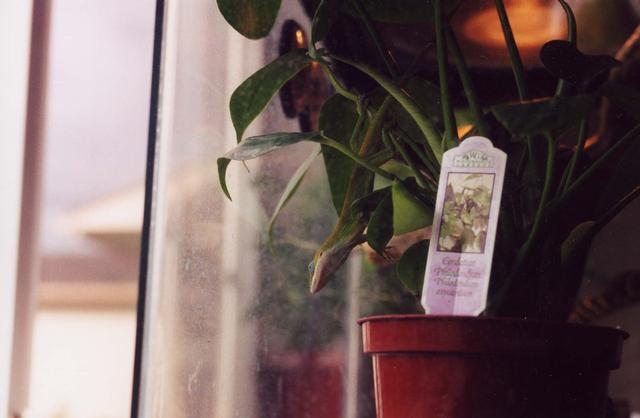 Leon the Anole