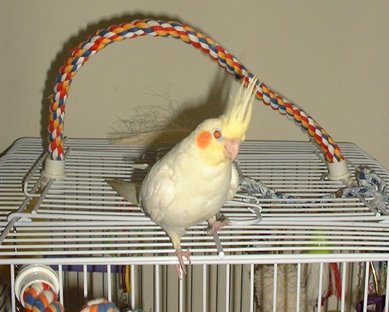 sonny