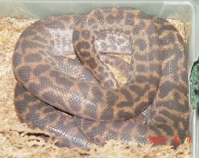 Gravid spotted python