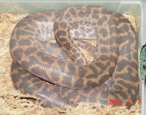 Gravid spotted python