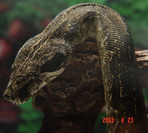 sekhet without flash