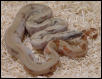 Sabogae Island Boa