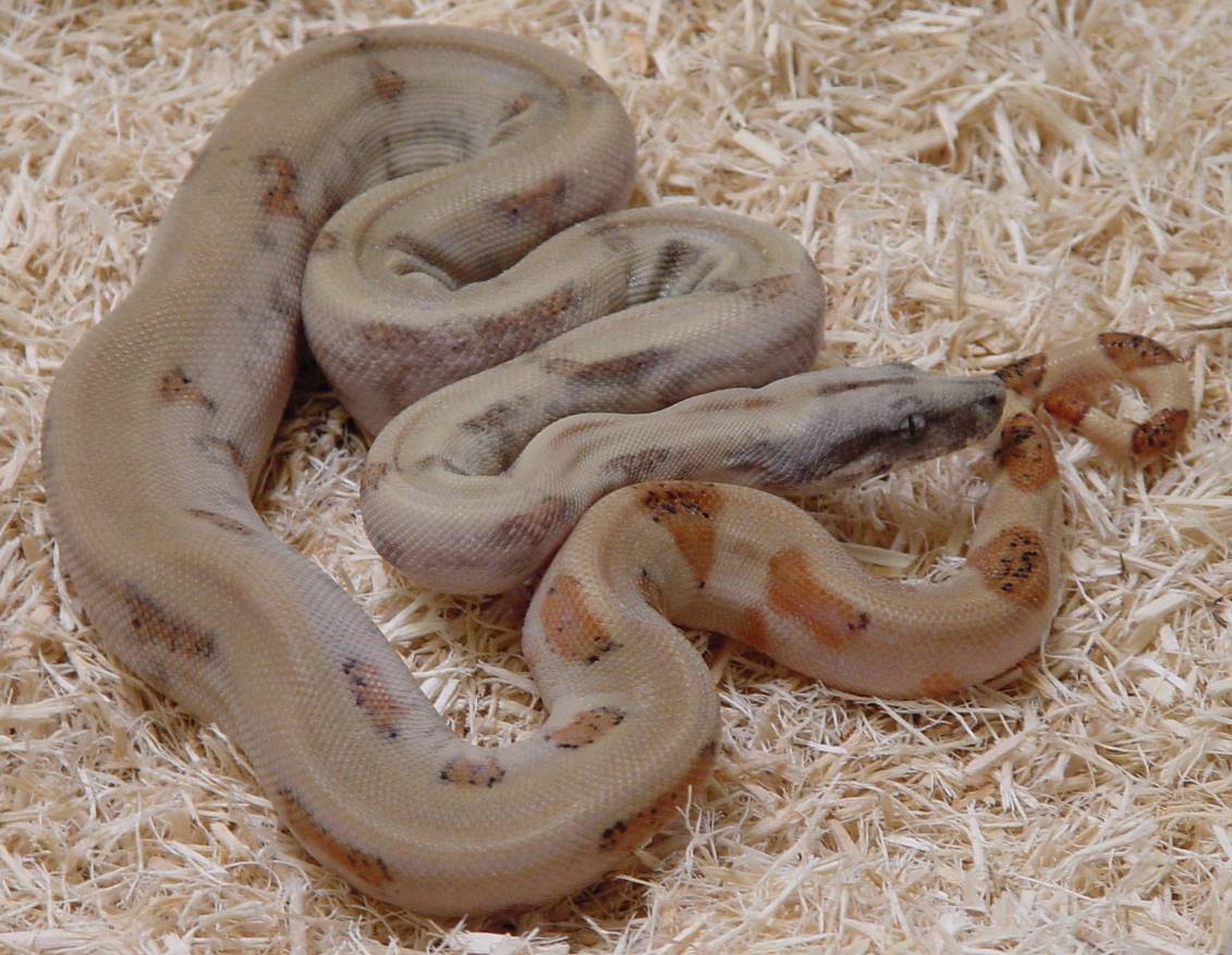 Sabogae Island Boa