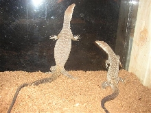 black heads pair