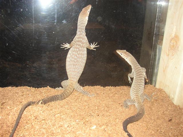 black heads pair