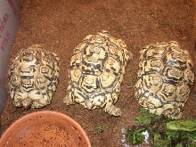 2.1 leopards