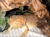 Lou sleeping