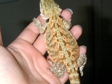 Lucy2