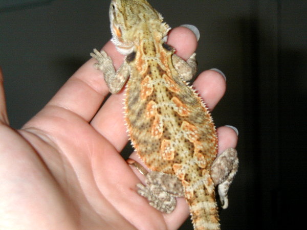 Lucy2