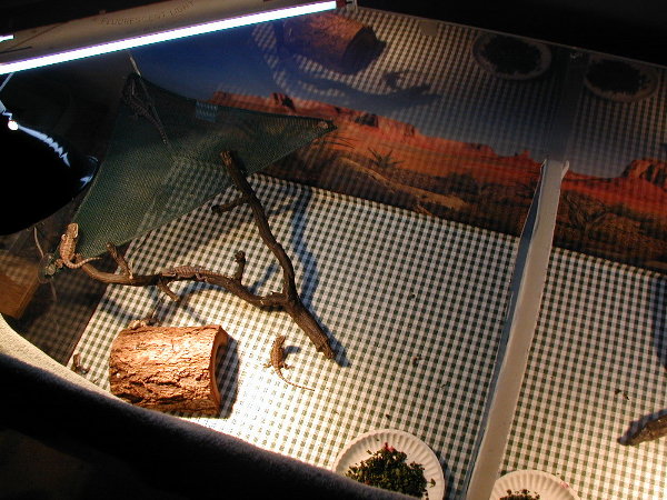 Small baby tank
