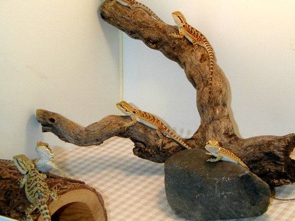 More babies
