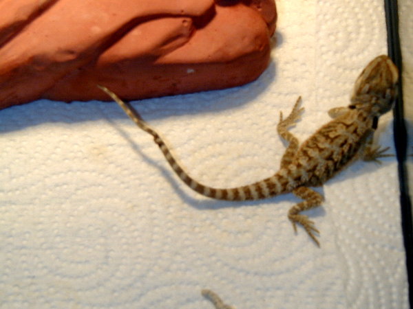 Smashed tail