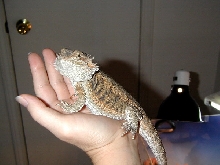 littlechunklou