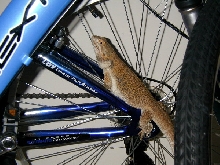 Mom on Bike