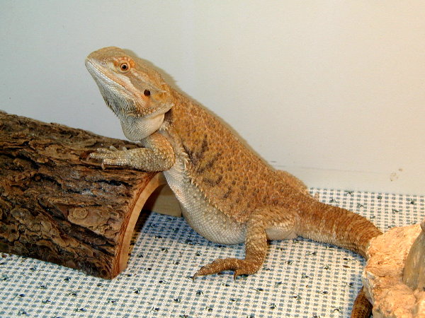 Red mamma