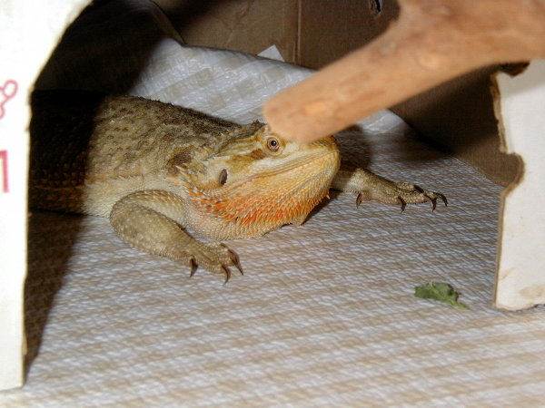 Sunny-mother of first clutch