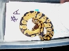 ball python we just bought
