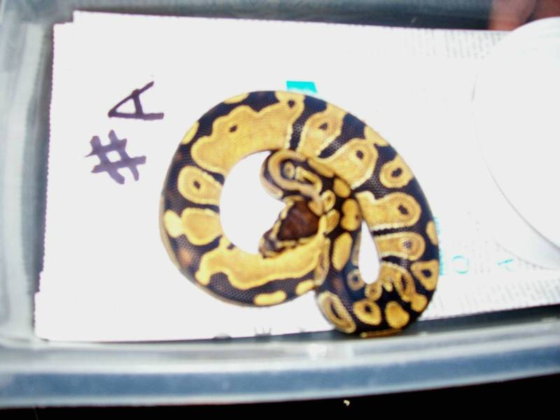 ball python we just bought