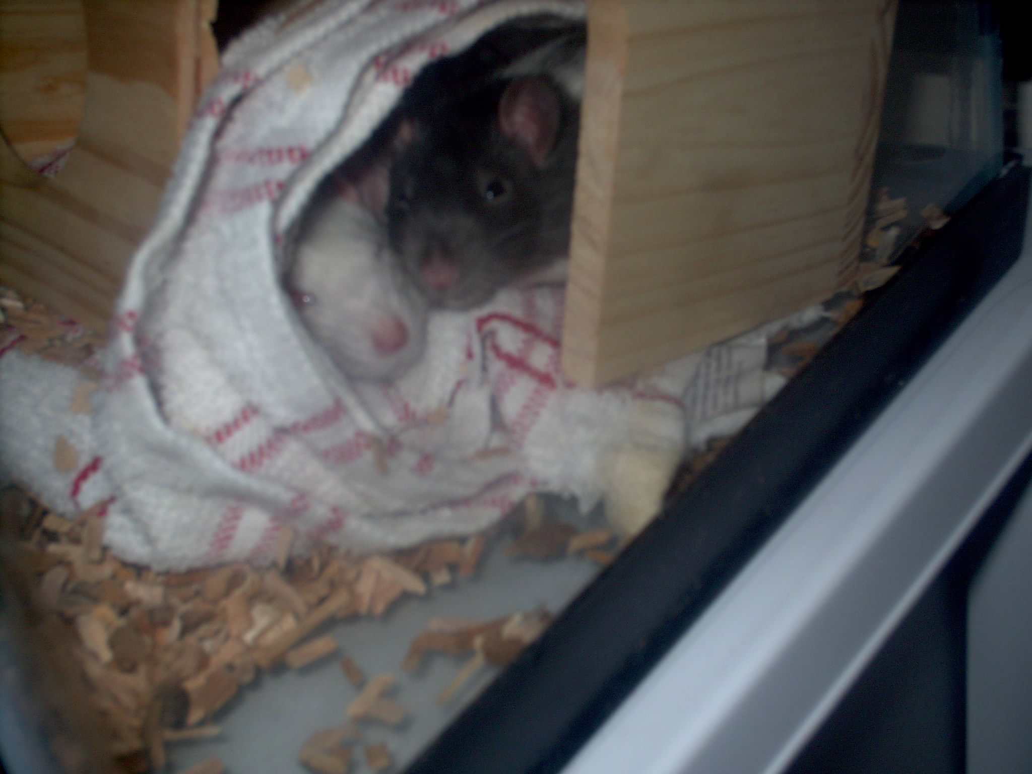 Snuggle Time