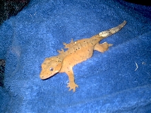 Tigger at 9 months