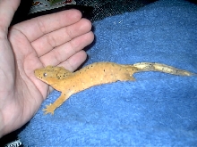 Tigger