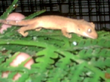 new baby crested gecko