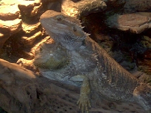 Spike and Sandy