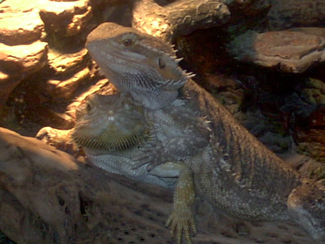 Spike and Sandy