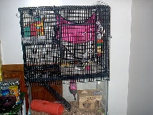 Rat Home