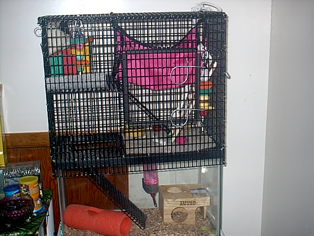 Rat Home