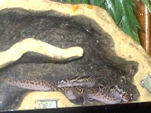 Gecko Love