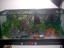 Leopard Gecko Setup