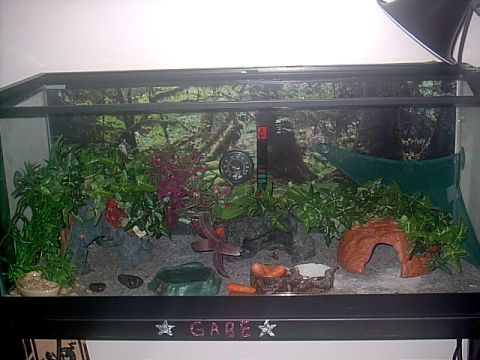 Leopard Gecko Setup