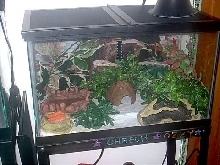 Central American Banded Gecko setup