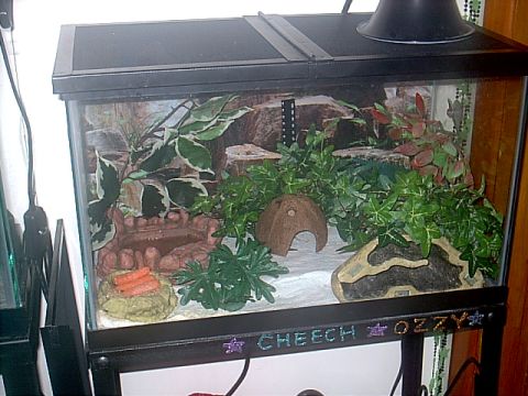 Central American Banded Gecko setup