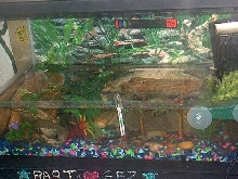 Chinese Fire Belly Newt setup