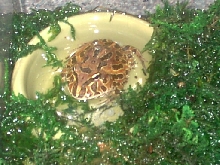 My baby pacman, Mobuddha