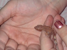 New baby crested gecko
