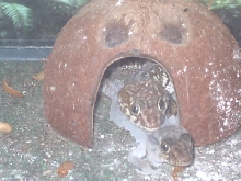 Pictus geckos getting it on