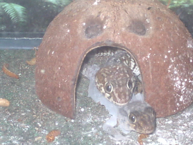Pictus geckos getting it on