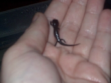 baby cynops orientalis