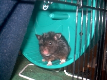 My newest little guy, Homer